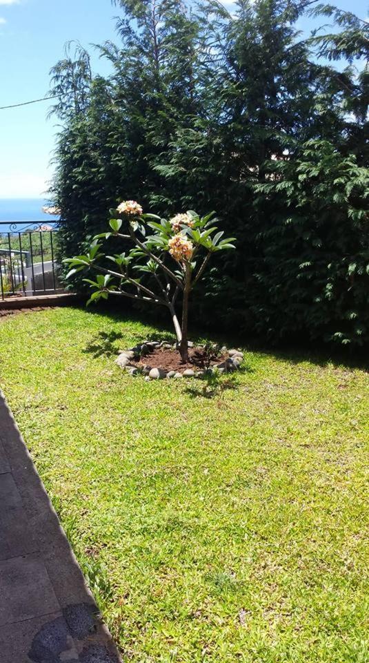 Paraiso Das Flores Estreito Da Calheta 외부 사진